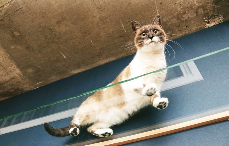 オーダー用Catパネル確認ページ24 （キャットウォークに「強化ガラス 