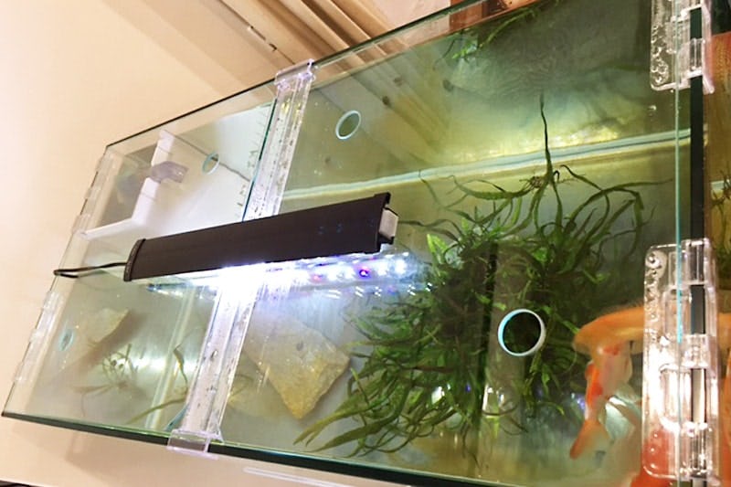オリジナルの水槽蓋 水槽のガラス蓋に 透明ガラス を使用した事例9選 オーダーガラス板 Com オリジナルの水槽蓋 水槽のガラス蓋に 透明ガラス を使用した事例9選 オーダーガラス板 Com