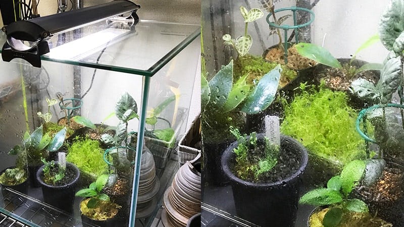 高湿度を好む観葉植物の水槽に 透明ガラス の蓋を設置した事例 熊本県合志市 I様 オーダーガラス板 Com 高湿度を好む観葉植物の水槽に 透明ガラス の蓋を設置した事例 熊本県合志市 I様 オーダーガラス板 Com