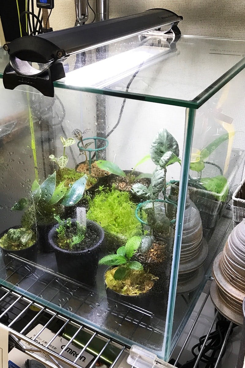 高湿度を好む観葉植物の水槽に 透明ガラス の蓋を設置した事例 熊本県合志市 I様 オーダーガラス板 Com