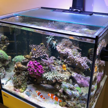 大型爬虫類飼育ケージに「強化ガラス」を使用した事例(東京都